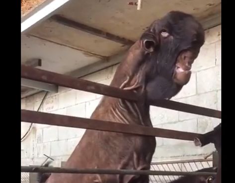 Damascus Goat, Goat Pictures, Medieval Creatures, African Buffalo, Demon Mask, Goats And Sheep, Evil Demons, Dairy Goats, Sheep And Lamb