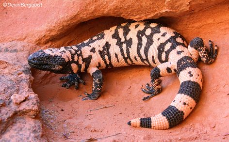 Gila monsters are venomous lizards named after the Gila River Basin in Arizona. There are a lot of legends told about them, but here are 6 facts that you may not have known about the mysterious Gila monster. Big Lizard, Gila Monster, Green Iguana, Mexican Border, River Basin, Like Green, Reptiles And Amphibians, Lizards, Weird Animals