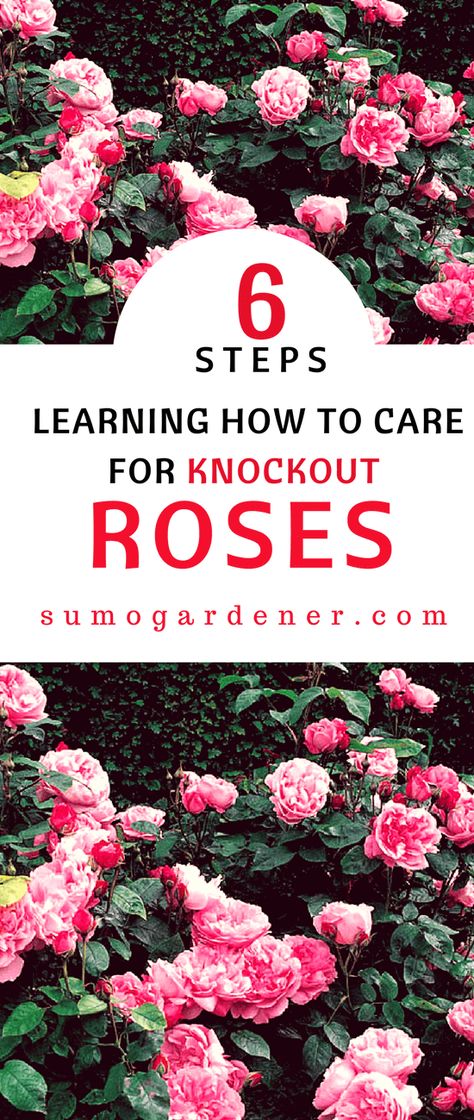 Knockout Roses Care, Roses Garden Care, Rose Bush Care, Rose Plant Care, Knockout Roses, Rose Bushes, Rose Care, Simple Rose, Rose Trees