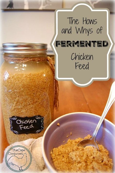 Chicken Feed Recipe, Fermented Chicken Feed, Chicken Feed Diy, Urban Chicken Farming, Chicken Incubator, Best Egg Laying Chickens, Meat Birds, Egg Laying Chickens, Urban Chickens