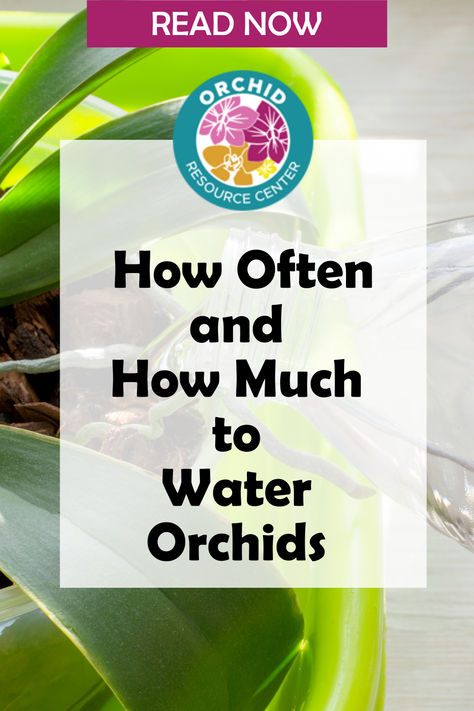 Understanding how often to water orchids is vital to growing and maintaining these cosmopolitan flowers. Read on for our easy-to-follow watering guide and ensure the stunning aesthetics of your homegrown orchids always enhance your living space. Watering Orchids Tips, Watering Orchids, Water Orchids, Orchids In Water, Christmas Cactus Care, Orchid Fertilizer, Orchid Plant Care, Cactus Care, Orchid Plant