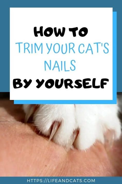 Clipping Cat Nails, Cats Nails, Trim Cat Nails, Cat Groomer, Cat Nail Clippers, Cut Cat, Cat Tent, Cat Personalities, How To Cut Nails