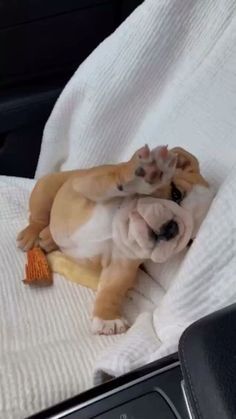 American Bully Dog, American Bulldog Puppies, Funny Bulldog, Baby Bulldog, Cute Bulldog Puppies, Dog Bulldog, Ray Ray, Baby Puppy, Kitty Baby