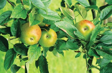 Cashmans recommendation for perennial fruit Apple Schnapps, Espalier Fruit Trees, Baking Soda Benefits, Organic Pesticide, Apple Brandy, Citrus Sinensis, Liquid Dish Soap, Edible Landscaping, Homemade Apple