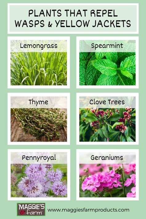 Green background with images of plants that repel wasps and yellow jackets including lemongrass, spearmint, thyme, clove trees, pennyroyal, and geraniums. Insect Repellent Plants, Plants That Repel Bugs, Aol Mail, Mosquito Repelling Plants, Yellow Jackets, Garden Help, Garden Yard Ideas, Lawn And Garden, Outdoor Plants