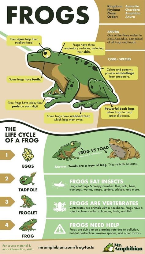 Frog Unit Study, Animal Reproduction, Nature Crafts Kids, Frog Activities, Homeschool Nature Study, Animal Life Cycles, Forest School Activities, Nature School, Animal Science