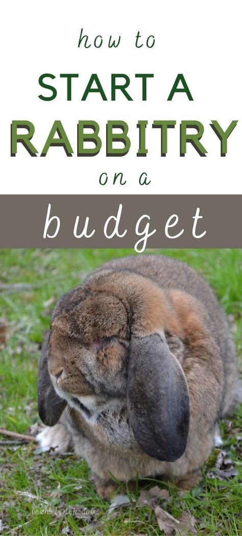 Rabbitry Setup Ideas Shed, Diy Homestead Ideas, Rabbit Breeding Setup, Rabbit Knowledge, Rabbitry Setup Ideas, Homestead Beginner, Kentucky Homestead, Outdoor Rabbit Enclosure, Rabbitry Ideas