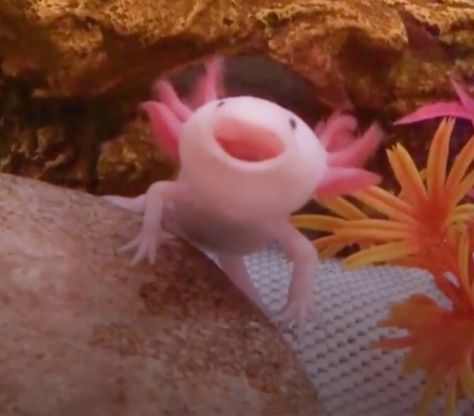 Aesthetic Axolotl, Axolotl Aesthetic, Axolotl Oc, Axolotl Wallpaper, Axolotl Tattoo, Aesthetic Fishing, Axolotl Art, Axolotl Cute, Regnul Animal