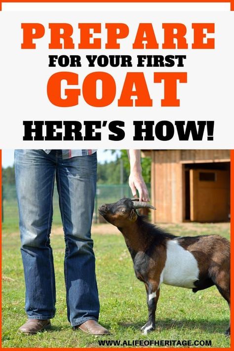 What you need in place for your first goat. What You Need BEFORE Bringing Home Your First Goat. Important tips and information about homesteading with goats! Goat Water Trough, Goat Waterer Ideas, Barnyard Chickens, Goat Home, Milking Goats, Goat Health, Horse Pens, Female Goat, Happy Goat