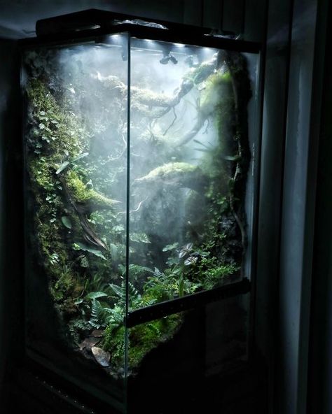 Philodendron Terrarium, Paladarium Design, Cave Terrarium, Large Terrarium Ideas, Giant Terrarium, Jungle Terrarium, Rainforest Terrarium, Forest Display, Frog Enclosure