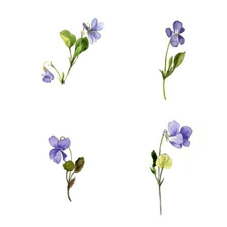 Violet Flower Tattoos, Violet Tattoo, Wildflower Drawing, Tattoo Zeichnungen, Birth Flower Tattoos, Tatuaje A Color, Illustration Botanique, Dainty Tattoos, Violet Flower