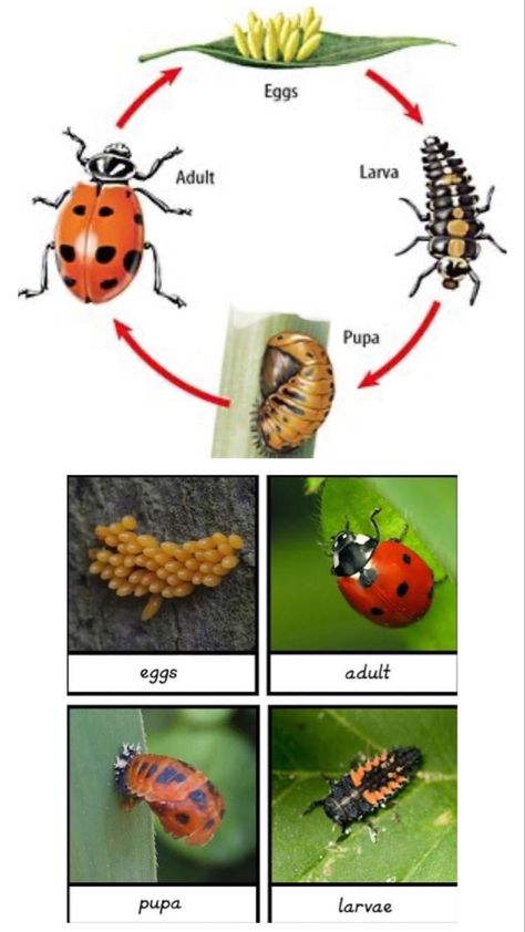 دورة حياة النبات, Ladybug Life Cycle, Insects Preschool, Insect Activities, Insects Theme, Ladybug Crafts, Daycare Activities, Beautiful Bugs, Preschool Science