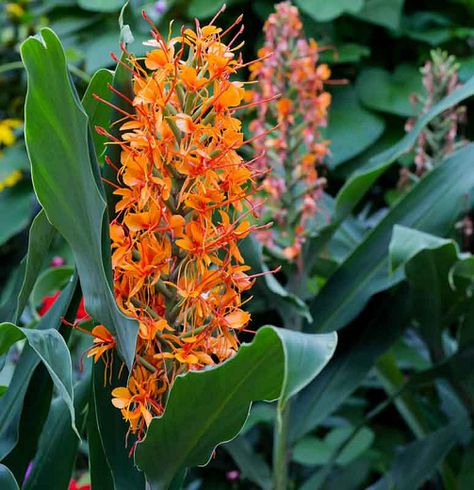 Hedychium 'Tara' (Ginger Lily) Garden Zone 9b, Hardy Tropical Plants, Ginger Plants, Orange Plants, Easy Gardening Ideas, Moroccan Garden, Purple Foliage, Flowers Ornaments, Late Summer Flowers