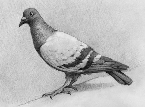 v Pigeon Drawing Realistic, Pigeon Sketch, Pigeon Drawing, Pigeon Art, Realistic Animal Drawings, Landscape Pencil Drawings, Animal Sketch, Drawing Black And White, Graphite Art