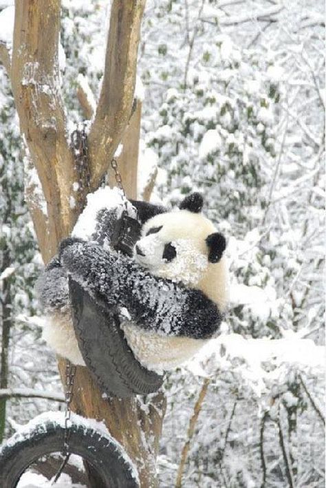 Tire swing in the snow! #panda Snow Panda, Panda In Snow, Fat Panda, Brown Panda, Pandas Playing, Panda Love, San Diego Zoo, Giant Panda, Red Panda