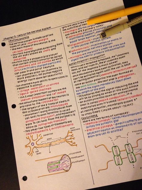 Two Column Notes, Handwriting Inspo, Handwriting Examples, Note Ideas, Neat Handwriting, College Notes, School Organization Notes, Science Notes, Biology Notes