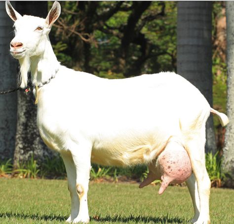 Saanen - Suiça Saanen Goats, Nigerian Goats, Alpine Goats, Nubian Goat, Farm Images, Raising Goats, Livestock Farming, Dairy Goats, Sheep Farm