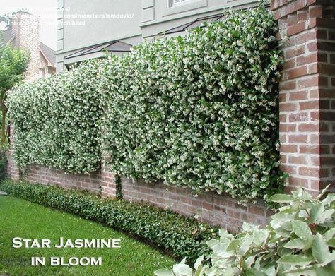 My husband, who always shudders when I tell him I have an idea, very kindly helped me with the project and told me what materials to use. Gard Modern, Trachelospermum Jasminoides, Jasmine Star, Brick Fence, Star Jasmine, Garden Vines, Wrought Iron Fences, Front Yard Fence, Garden Plans