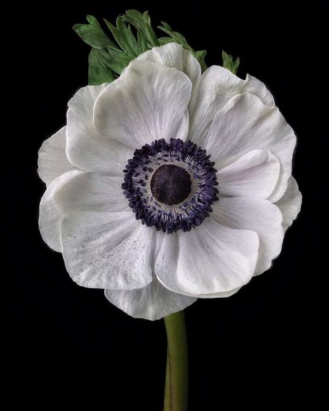 Anemone Bouquet, Lillian Gish, White Anemone, Flora Design, Garden Of Earthly Delights, Flower Boutique, Anemone Flower, Exotic Flowers, Flower Photos