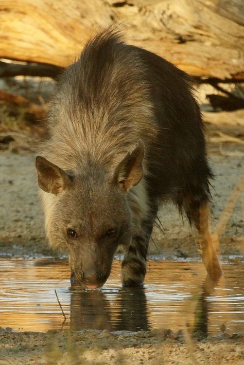 Brown Hyena / Hyène brune / Image by safrounet from flickr Brown Hyena, Cool Animals, Pretty Animals, Animal References, Favorite Animals, Hyena, Zoology, Animals Of The World, Black Bear