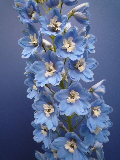 New England Garden, Larkspur Flower, Delphinium Flowers, Delphinium, West Africa, Botany, Dive In, Blue Flowers, The Good