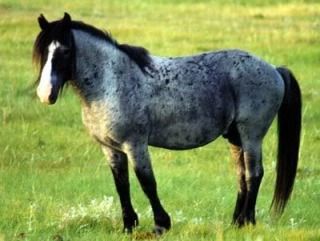 Blue Roan Rare Horse Breeds, Different Horse Breeds, Peace Garden, Blue Mustang, Horse Family, Horse Pics, Horse Colors, Mustang Horse, Oc Inspiration