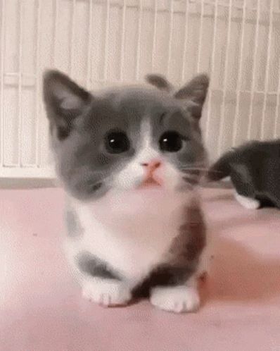 Cutest Kittens Ever, Munchkin Kitten, Cute Kitten Gif, Kitten Gif, Söt Katt, Baby Animals Funny, Kittens Funny