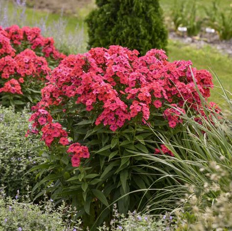 Phlox Plant, Proven Winners Perennials, Proven Winners Plants, Phlox Paniculata, Creeping Phlox, Coral Garden, Perennial Border, Border Plants, Proven Winners