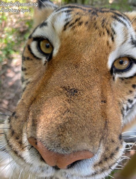 Good morning Big Cat Rescue Friends! ☀️ “Are you ready for Monday”? ~Dutchess tiger wants to know! #GoodMorning #BigCats #BigCatRescue #Rescue #MondayMorning #Cats #Tiger #CaroleBaskin Tiger Close Up, Angry Tiger, Panthera Tigris, Big Cat Rescue, Tiger Pictures, Pet Tiger, Animal Portraits, Rescue Cats, Super Cute Animals