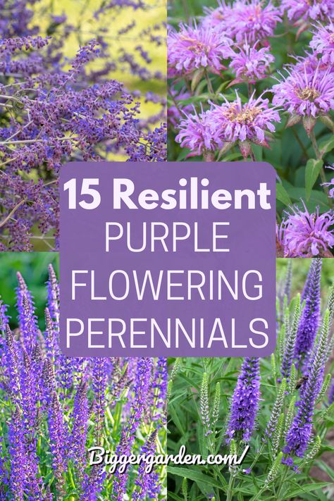 From deep violets to soft lavenders, purple perennials are the heartthrobs of the garden world. Discover our 15 must-have plants by clicking through and don’t forget to follow us for more gardening tips and tricks. Purple Garden Border, Purple And Pink Garden Ideas, Violet Garden Aesthetic, Purple Perennial Garden, Purple Shade Plants, Purple Flower Plant, Purple Summer Flowers, Purple Flower Bush, Tall Purple Flowers Perennials