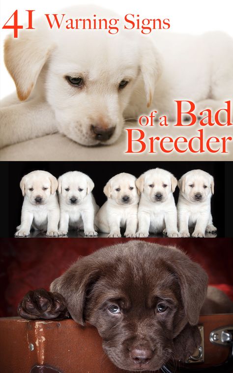 In this article we will show you how to spot a bad Labrador breeder. Breeding Labradors is a big responsibility Breeder Puppy Pictures, Dog Breeders Kennels, American Pitbull Puppies, English Labrador, Kennel Ideas, Puppy Stages, Dog Breeding, Dog Breeders, Yellow Labrador Retriever