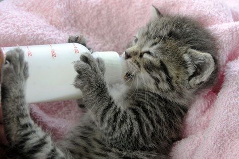 12 Adorable Kittens Enjoying Their Bottle of Milk - I Can Has Cheezburger? Feeding Kittens, Kitten Food, Adorable Kittens, Kitten Care, Cute Little Kittens, Property Brothers, Cute Kitten Gif, Kitten Gif, Cat Pictures