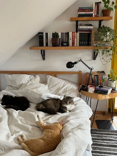 Apartment With Cats Aesthetic, Cat In Living Room, Cat Setup In Bedroom, Room Mates Aesthetic, Apartment Cat Ideas Small Spaces, Cat Bedroom Aesthetic, Cat Person Aesthetic, Cat In Bedroom, Cat Set Up In Apartment