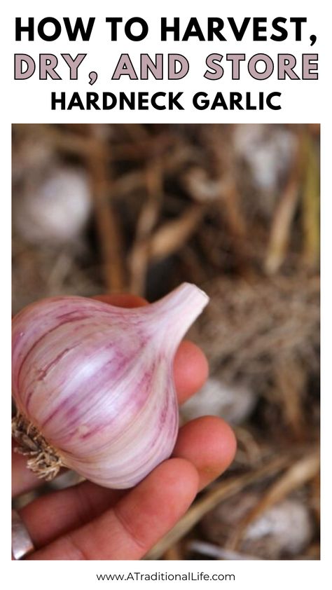 How to Harvest, Dry and Store Hardneck Garlic How To Dry Garlic, Best Way To Store Garlic, How To Preserve Garlic, When To Harvest Garlic, Preserving Garlic, Harvest Garlic, Store Garlic, Hardneck Garlic, Harvesting Garlic