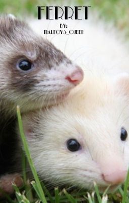 Angora Ferret, Black Ferret, Ferrets Cute, Ferret Colors, Ferret Names, Dramione Fanfic, Ferret Clothes, Ferret Tattoo, Ferrets Care