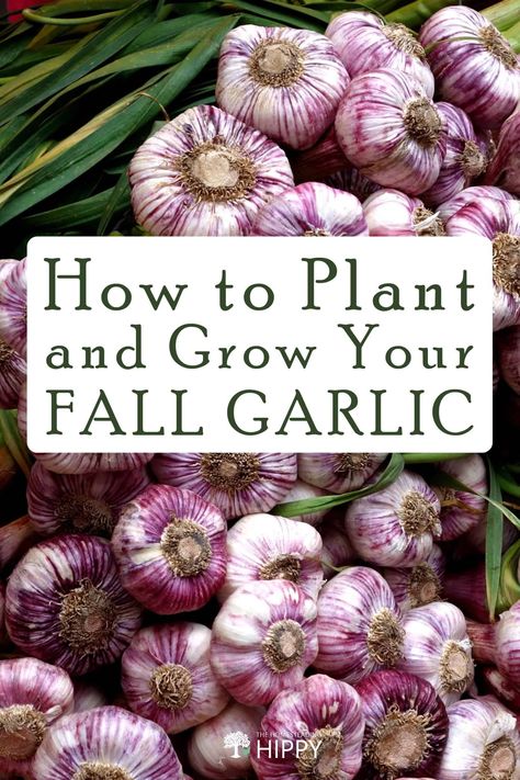 Fall Garlic Planting, When To Plant Garlic Fall, Plant Garlic In Fall, Garlic Container Gardening, How To Plant Garlic In The Fall, Garlic Planting How To Grow, Planting Onions In The Fall, Fall Potatoes Planting, Pasta Recipes Garlic