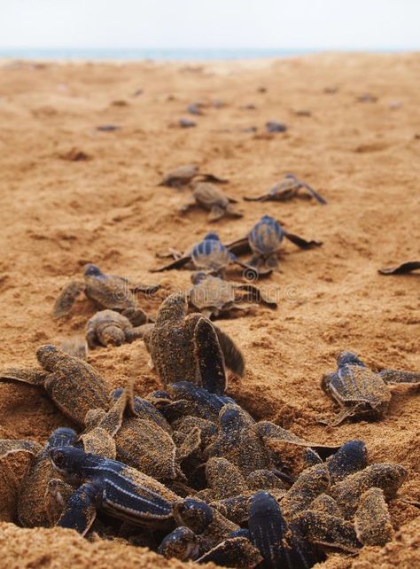 Baby leatherback turtle nest. Baby leatherback turtles climb out of their nest a , #spon, #turtles, #climb, #travel, #nest, #Baby #ad Sea Turtle Nest, Southern Nights, Baby Sea Turtle, Turtle Beach, Baby Nest, Dry Oil, Social Media Design Graphics, Oahu, Sea Turtle