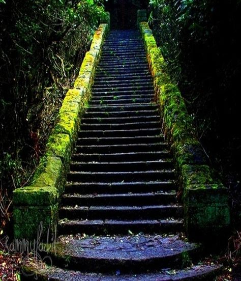 moss covered stairs Old Stairs, Stairs Window, Rustic Stairs, Stair Makeover, Stone Step, Diy Staircase, Stone Steps, Staircase Makeover, Stone Stairs