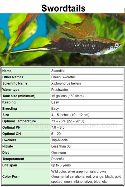 Fish Classification, Swordtail Fish, Fish Information, Fish Types, Public Aquarium, Aquarium Ideas, Live Aquarium, Freshwater Aquarium Fish, Weird Fish