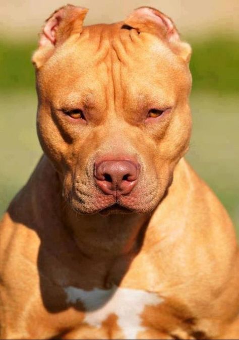 Chocolate red~nosed pitbull...what a beautiful dog! Dog Cat Tattoo, Pitbull Tattoo, Bully Breeds Dogs, Red Nose Pitbull, Nanny Dog, American Pitbull, Dog List, Bully Dog, Pitbull Puppies