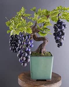 Grape Bonsai Tree Seeds for Planting - 50+ Seeds Fruit Bonsai, Apple Tree From Seed, Growing Bonsai, Grape Vine Plant, Fruit Bearing Trees, Southern Germany, Mulberry Tree, Sandy Soil, Miniature Trees