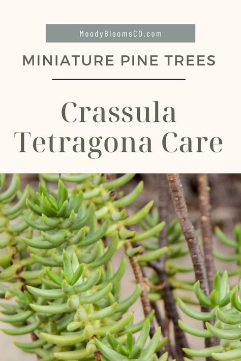 Screw Pine Plant, Crassula Bonsai, Crassula Succulent Types, Crassula Tetragona, Crassula Buddha's Temple, Succulent Tree, Crassula Ovata, Jade Plants, Succulent Gardening