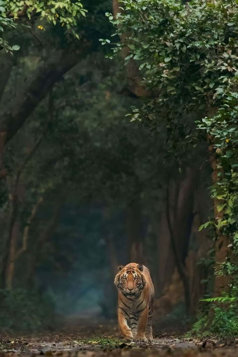 Wildlife Conservation Projects, Tiger Conservation, Tiger Walking, Tiger Photography, Tiger Drawing, Tiger Wallpaper, Forest And Wildlife, Tiger Pictures, Wild Tiger