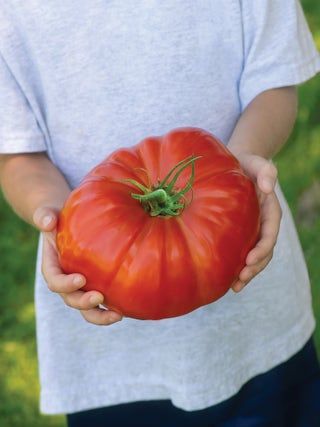 Beefsteak Tomatoes - Burpee Save Tomato Seeds, Eggplant Plant, Gooseberry Plant, Chives Plant, Cilantro Plant, Broccoli Plant, Gardening Fruits, Cauliflower Plant, Cabbage Plant