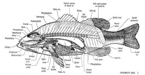 Parts of a fish - internal anatomy Fish Anatomy Drawing, Fish Anatomy, Scientific Poster, New England Aquarium, Printed Portfolio, Fishing Pictures, Lake Fishing, Fire Art, Marine Biology