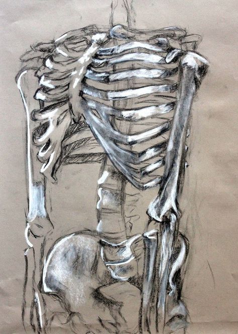 Clara Lieu, Skeleton Drawing Assignment, conte crayon on toned paper, RISD Project Open Door, 2015. Anatomical Skeleton Drawing, Creative Skeleton Drawing, Tone And Form Gcse Art, Art On Toned Paper, Skeleton Charcoal Drawing, Gcse Art Structures, Time A Level Art, Natural Structures Art, Charcoal On Toned Paper