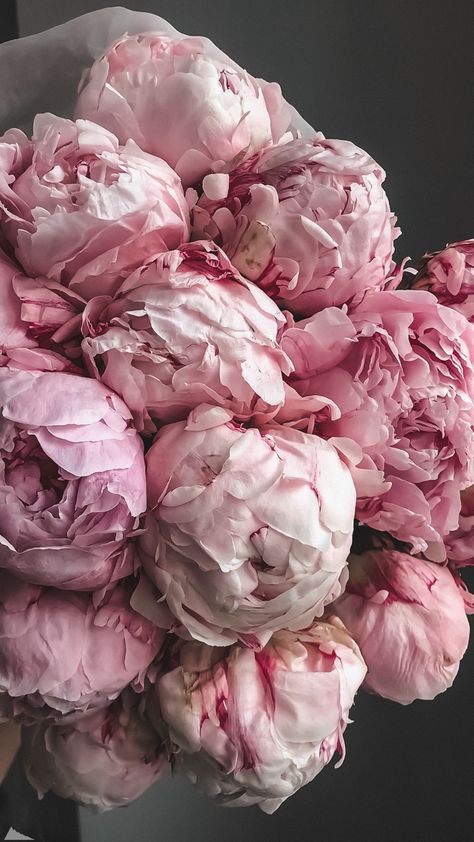 Peony Aesthetic Wallpaper, Peonies Wallpaper, Era Victoria, Wallpaper Beautiful, Look Rose, Nothing But Flowers, Flowers Beautiful, Flower Therapy, Beautiful Bouquet Of Flowers