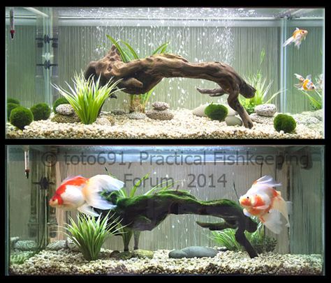 Small Goldfish Tank Ideas, Aquascape Goldfish Tank, 40 Gallon Aquarium Ideas, Goldfish Tank Ideas, Fancy Goldfish Tank, Goldfish Community Tank, Ranchu Fish Tank, Goldfish Care, Lionhead Goldfish