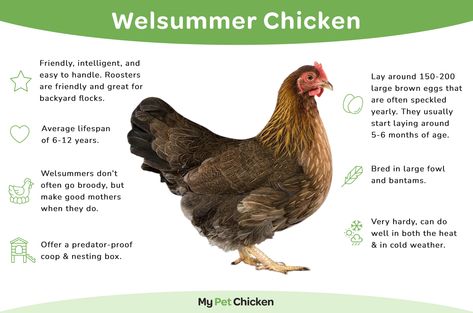 Welsummer Chicken Breed: The Complete Guide - My Pet Chicken Giant Chicken Breeds, Welsummer Chicken, Olive Egger Chicken, Australorp Chicken, Black Australorp, Olive Egger, Giant Chicken, Easter Eggers, Pet Chicken