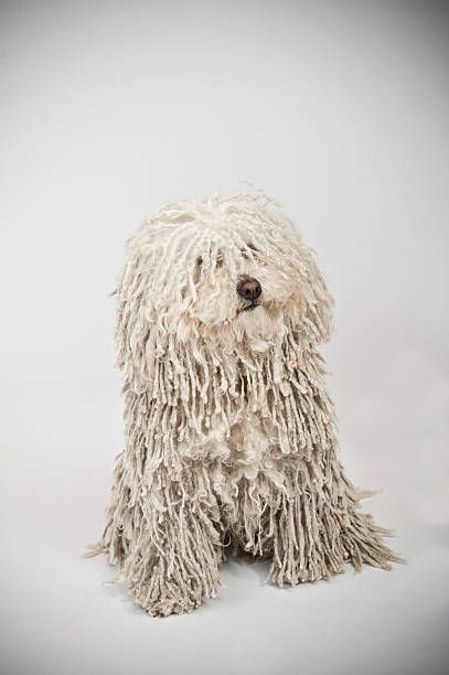 Puli dog Dogs Reference, Hungarian Puli, Aesthetic Puppy, Cute Animal Character, Puli Dog, Dog Aesthetic, Animal Character, Animal Icon, Breed Dogs